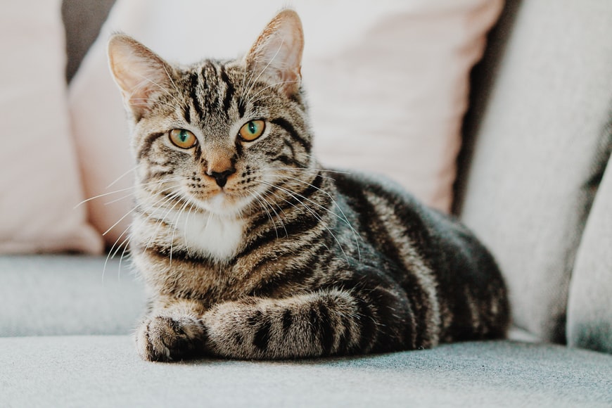 An image of a cat for the Cats menu