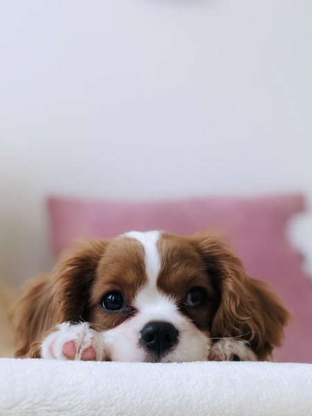 The dog Cody's profile image