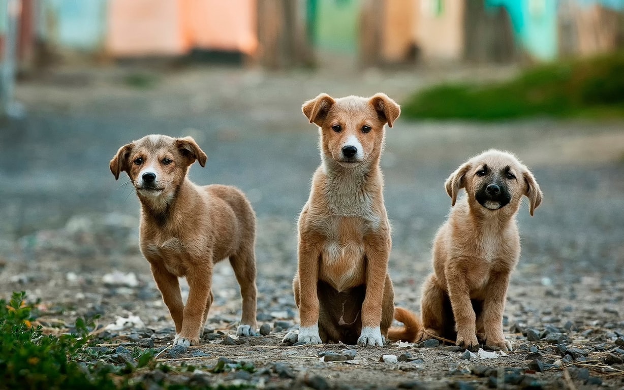 An image of dogs for the Dogs menu