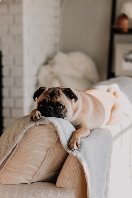 A picture of the dog Dumle resting on a couch