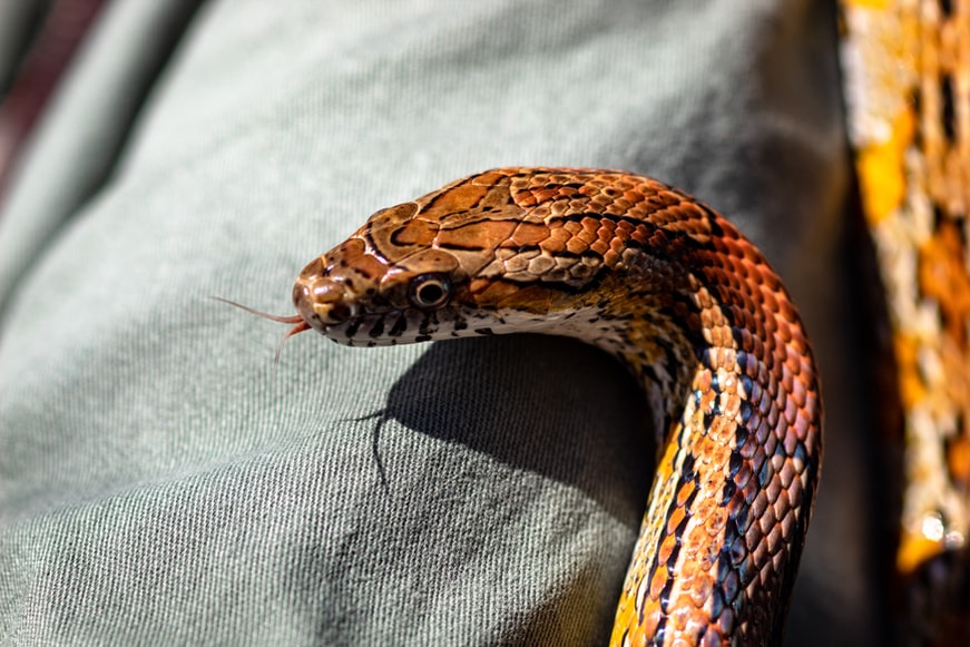 An image of the snake Majsan