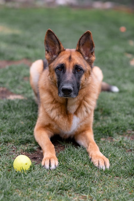 A picture of the dog molly next to a ball on a grass field