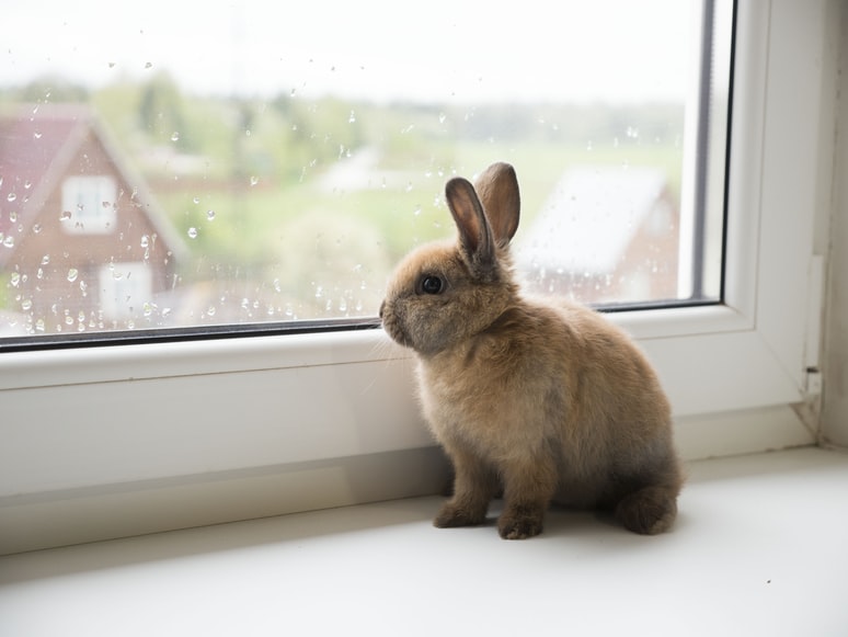 A picture of the Dwarf rabbit Nasse