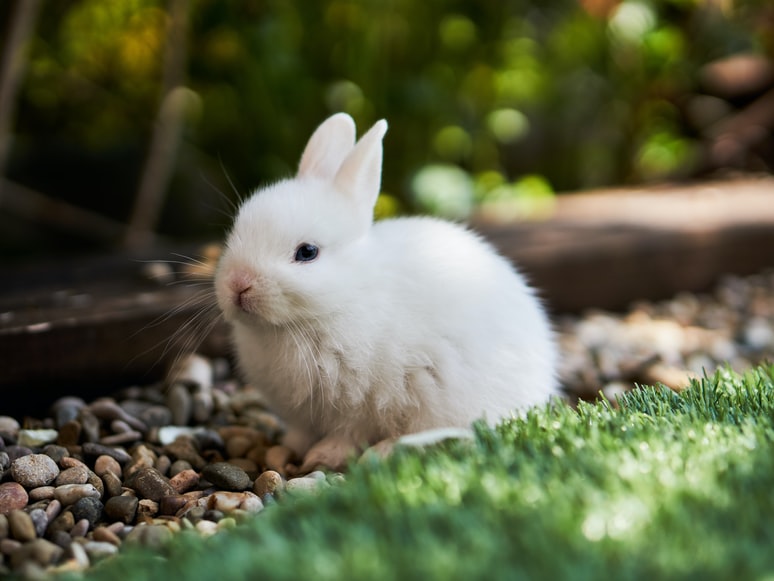 An image of a bunny for the Other Animals menu