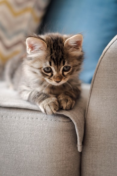 The cat Pelle's profile image