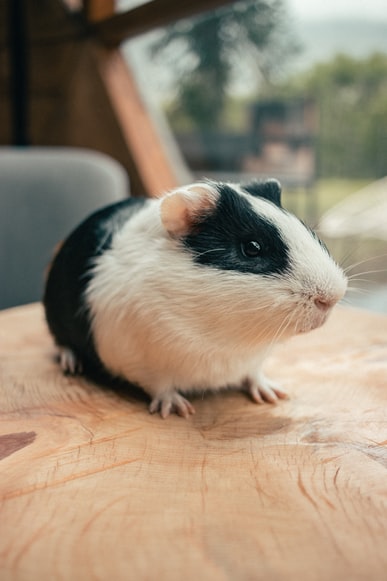 The guinea pig Puff's profile image