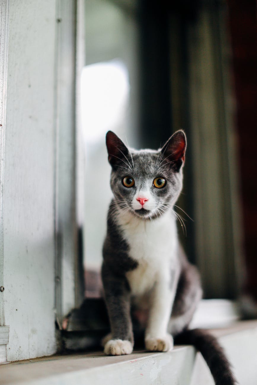 The cat Simran's profile image