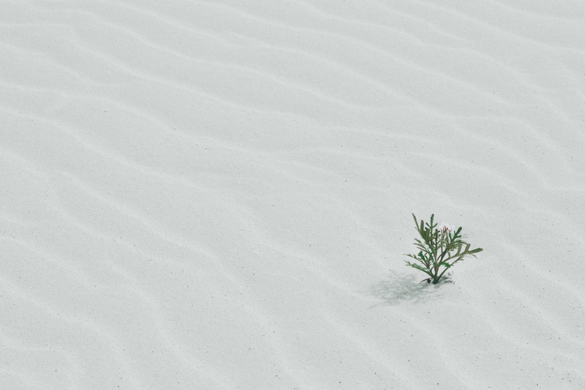 Single plant in sea of sand