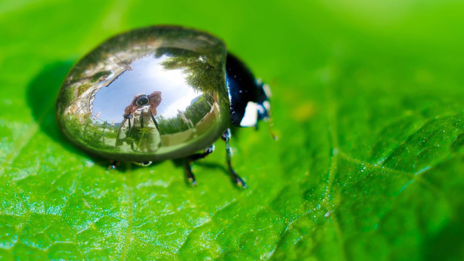 A photoshopped image that makes a ladybug look chrome.