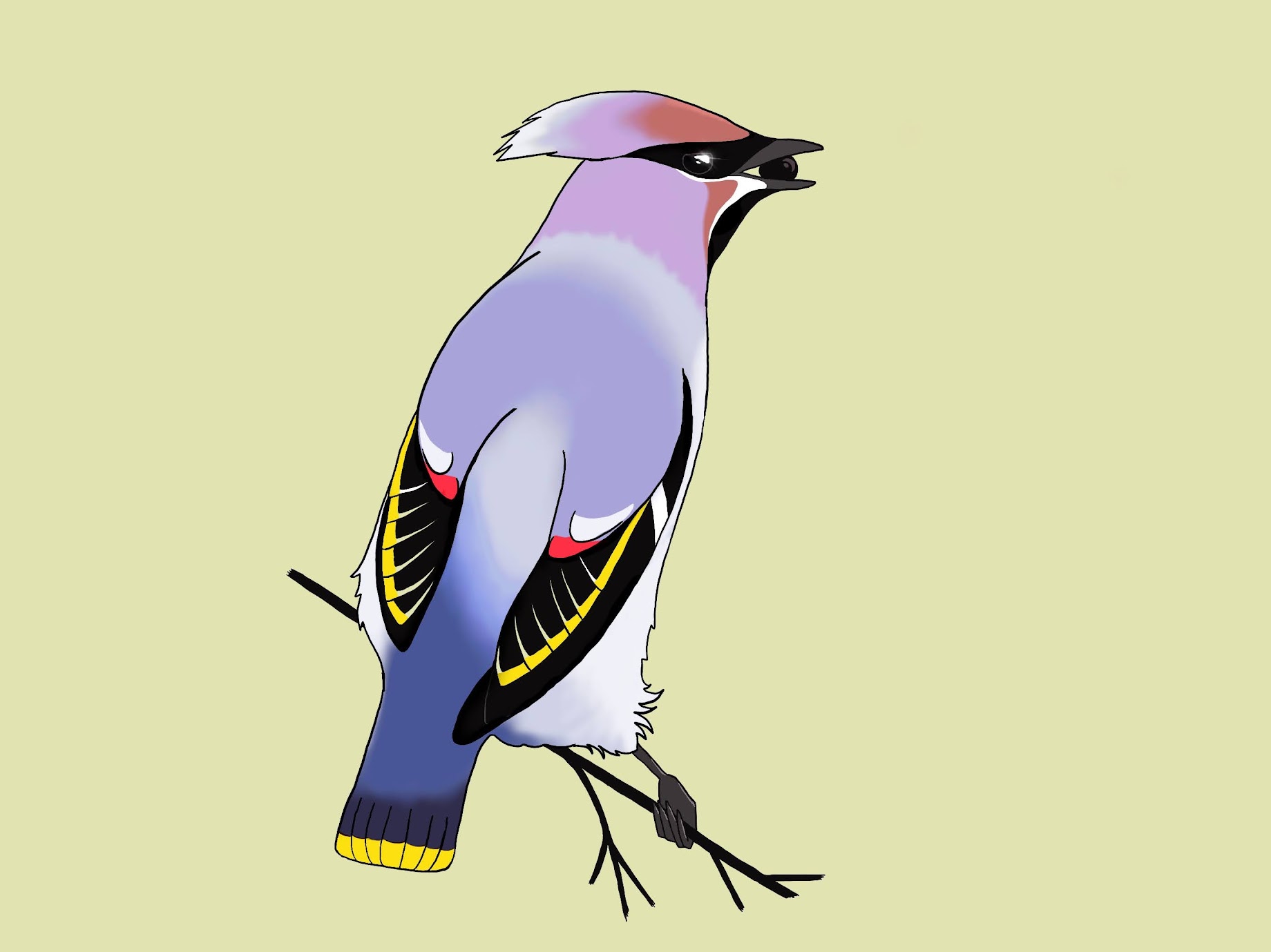 Waxwing painted on an Ipad Pro in Procreate