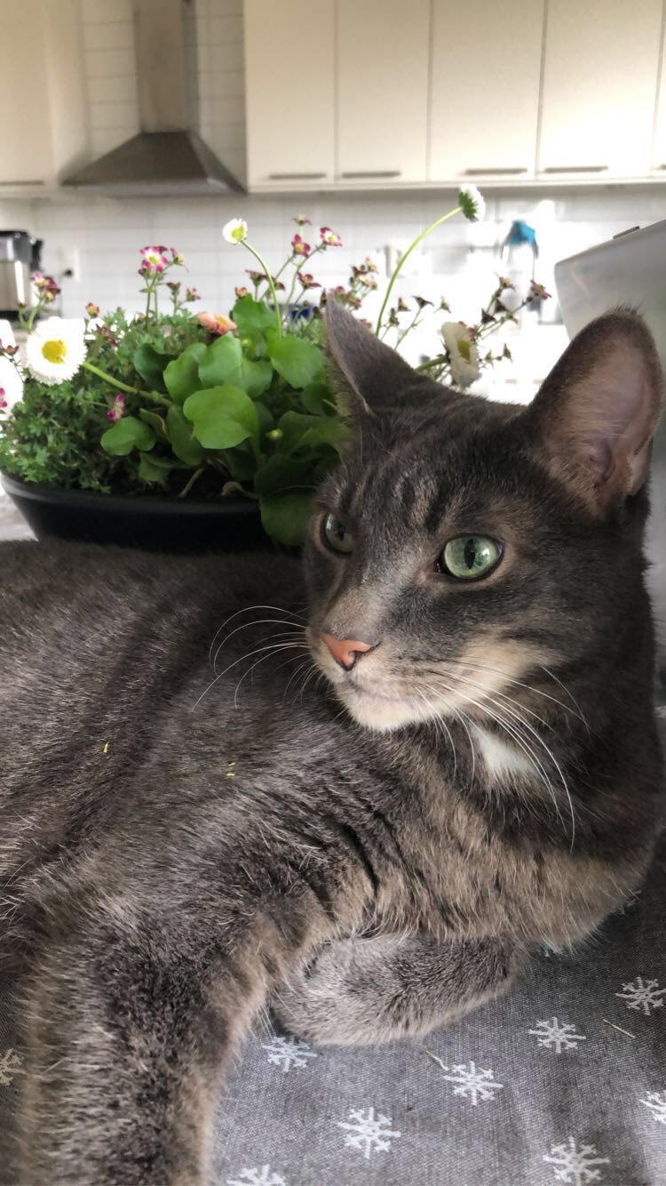 Grey cat laying on the table