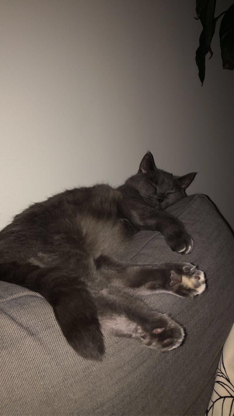 Grey cat sleeping on the sofa