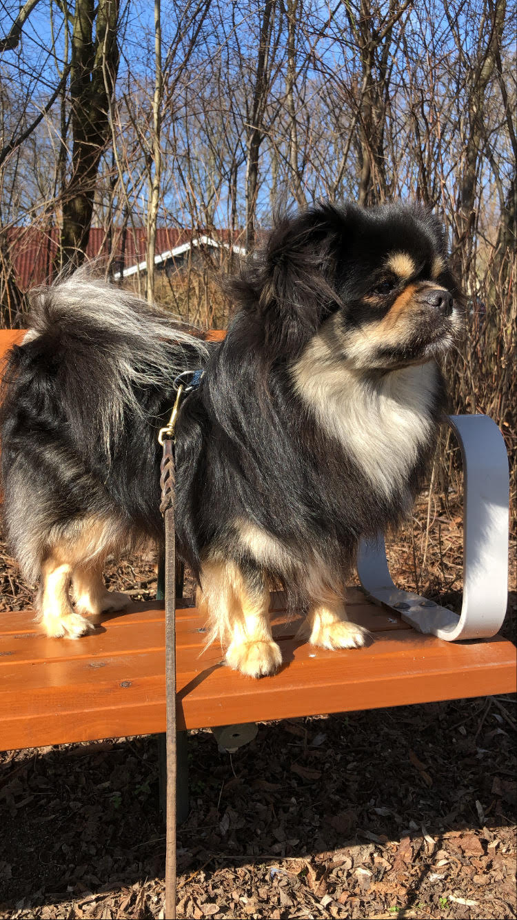 Tibetian Spaniel standing on a bench