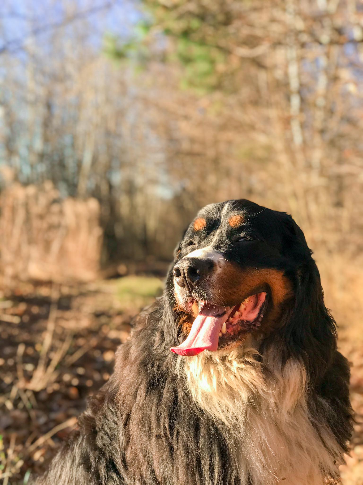 Rosie, dog, Bernese Mountain Dog