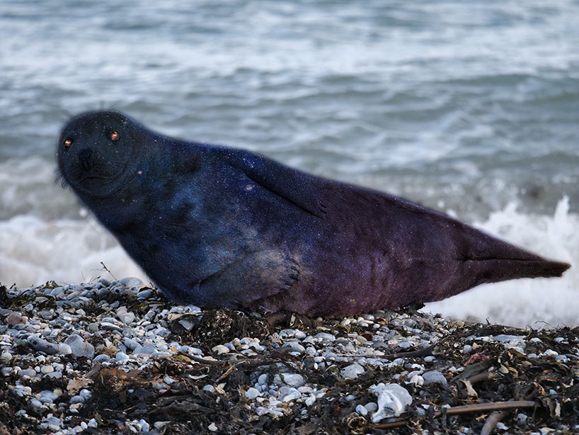 A seal with space texture