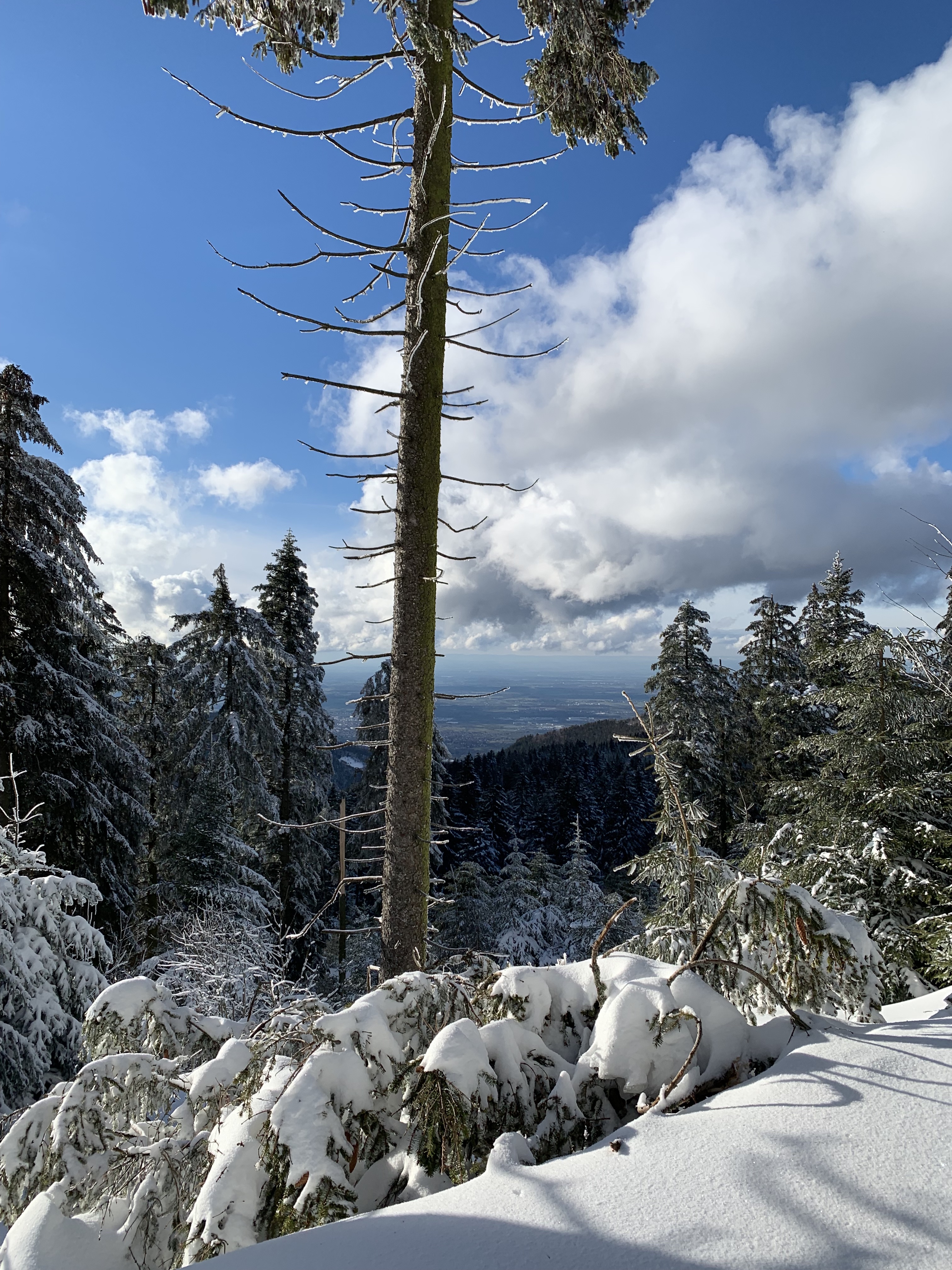 black forest snow